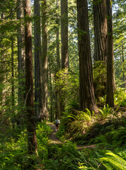 Fototapeta premium Day Hiker Passes Through Grove Of The Giant Redwoods