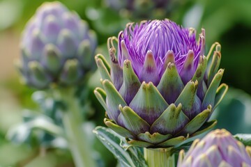 Fototapeta premium Artichoke flowers plant. Organic garden. Generate Ai