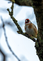 European Goldfinch (Carduelis carduelis) - Found across Europe, Asia & North Africa