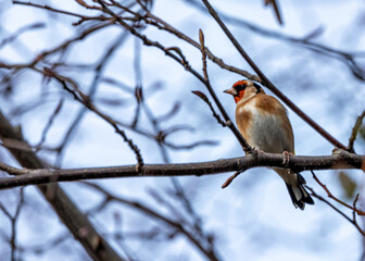 European Goldfinch (Carduelis carduelis) - Found across Europe, Asia & North Africa
