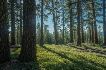 Obraz premium Green Plants Cover the Pine Forests on the way to Prospect Peak in Lassen Volcanic