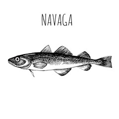 Navaga, commercial sea fish. Engraving, hand-drawn sketch. Vintage style. Can be used to design menus, fish labels and price tags, presentation of seafood and canned seafood.