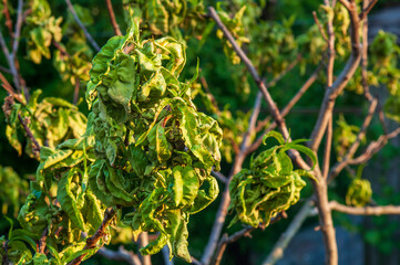 Peach leaf curl. Fungal disease of peaches tree. Peach tree fungus disease. Selective focus