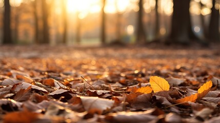 Obraz premium A ground full of dry leaves, in an urban park with soft evening light.