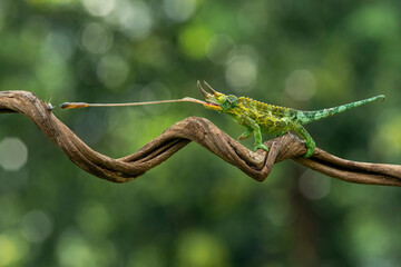 Jackson’s chameleon (Trioceros jacksonii) tongue is capturing an insect as its prey in Java...