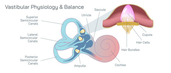 Human ear anatomy vector illustration. The vestibular system, in vertebrates, is a sensory system that creates the sense of balance and spatial orientation for the purpose of coordinating movement.