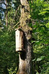 Forest house of wild bees