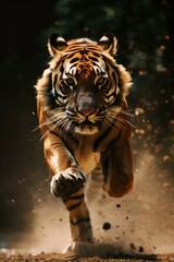 portrait of a tiger mid run 