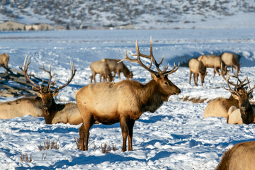Bull Elk with herd in National Elk Refuge