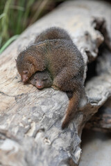 dwarf mongoose
