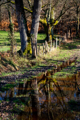 Reflections of the trees in the puddle in the wood.