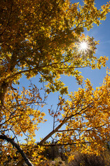 Sunburst through fall leaves in Colorado