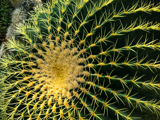 A close-up view of Echinocactus grusonii cactus. The texture of the thorns of a tropical plant