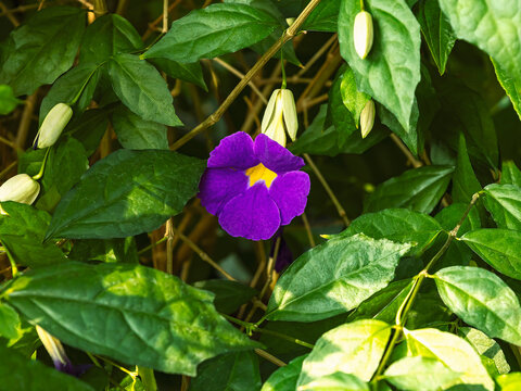 Purple blooming Thunbergia flower on a background of green leaves in sunlight.