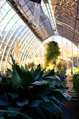 Greenhouse in the botanical garden. Contemporary photo of the inside of an old glass greenhouse.
