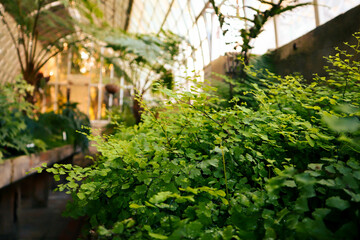 Ferns and forest plants. Greenhouse in the botanical garden. Contemporary photo of the inside of an...