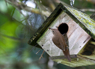 Wren feeding