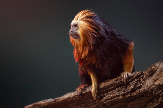 golden headed lion tamarin