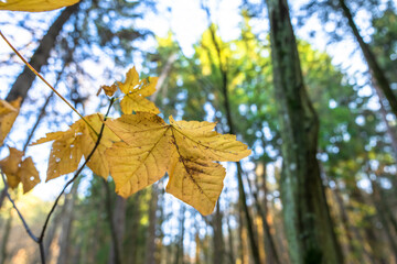 Yellow autumn leaf in the autumn forest, beautiful yellow autumn, autumn picture, stock photo