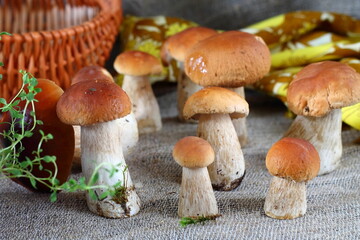 Boletus edulis mushroom on the table. Forest mushrooms close up