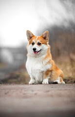 red corgi dog with tongue out smiling - 760051433