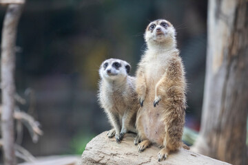 Meerkats