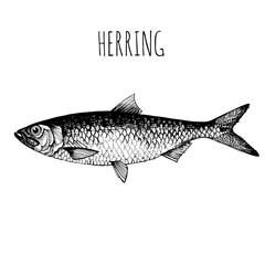 Herring, commercial sea fish. Engraving, hand-drawn sketch. Vintage style. Can be used to design menus, fish labels and price tags, presentation of seafood and canned seafood.