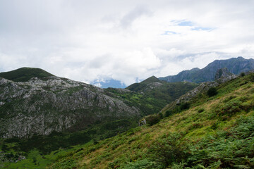 Fototapeta premium Landscape with green vegetation and mountains in the Picos de Europa