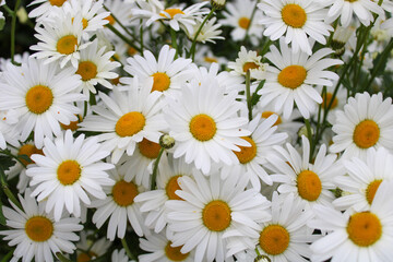 Fototapeta premium daisy flowers in nature. White and yellow daisies are the symbol of spring.