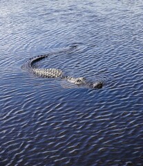Alligator schwimmt im Wasser, Everglades, Florida