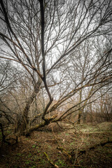 dry trees with thin branches in a foggy autumn forest, with fallen yellow leaves
