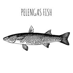 Pelengas, commercial sea fish. Engraving, hand-drawn sketch. Vintage style. Can be used to design menus, fish labels and price tags, presentation of seafood and canned seafood.