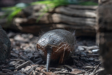 screaming hairy armadillo