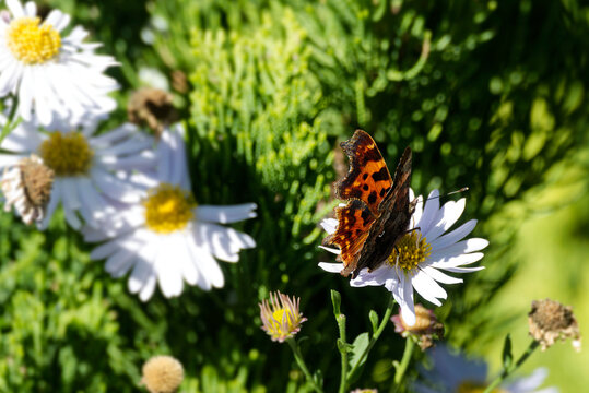 Comma butterfly (Polygonia c-album) perched on a daisy in Zurich, Switzerland