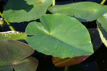 Seerose im Teich, Close Up