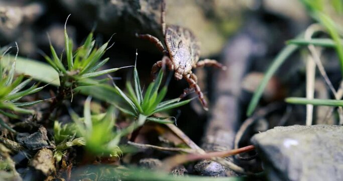 Zecke auf dem Waldboden in Slow Motion