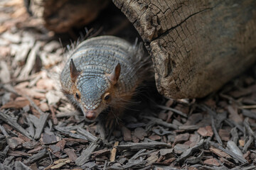 screaming hairy armadillo