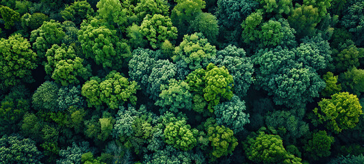 Aerial top view of green trees in forest. Drone view of dense green tree captures CO2. Green tree nature background for carbon neutrality and net zero emissions concept. Sustainable green environment