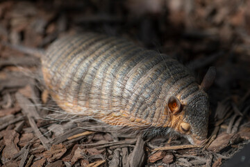 screaming hairy armadillo