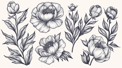 The set features peonies, leaves, and flower buds. Linear vintage graphics. Sketch. Ink drawing, imitation of engraving.