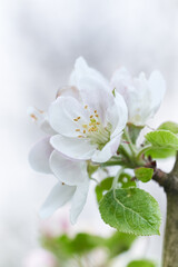 Apple tree blossom close-up. White apple flower on natural white background. - 760066255