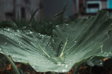 Close of shot of leaf with water on it