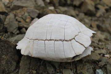 Turtle fossil. Dead and bleached turtle skeleton.