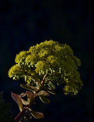 Flowers spring in Europe 2024
