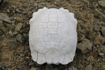 Turtle fossil. Dead and bleached turtle skeleton.