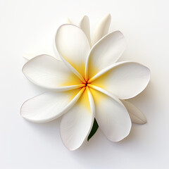 Frangipani flower Isolated on white background