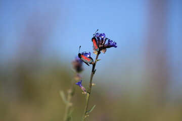 Ladybugs on a blue flower