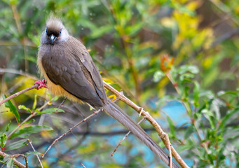 Ethiopia couple of Blue eyes and long tail Speckled Mousebird.