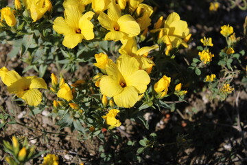 yellow colored Linum grandiflorum flower