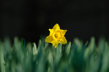 Daffodil on a dark blurred background. Spring first flowers. Fresh grass. Bright sunlight. Picture for background and wallpaper. - 760081023